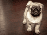 pet puppy
