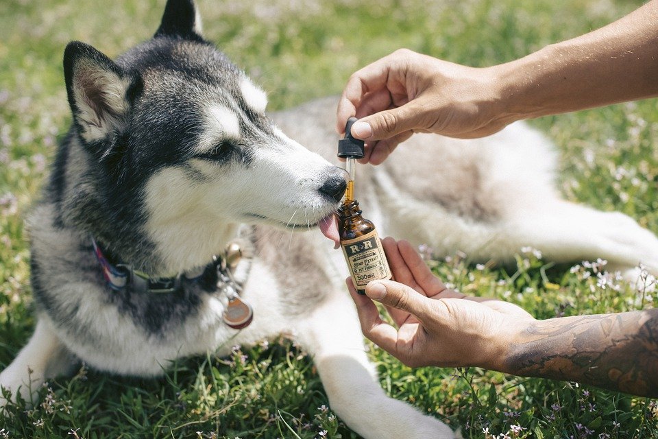 cbd oil for pets