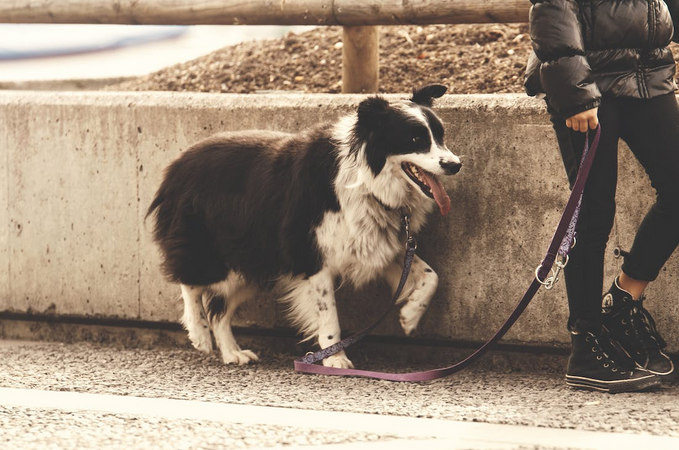 leash